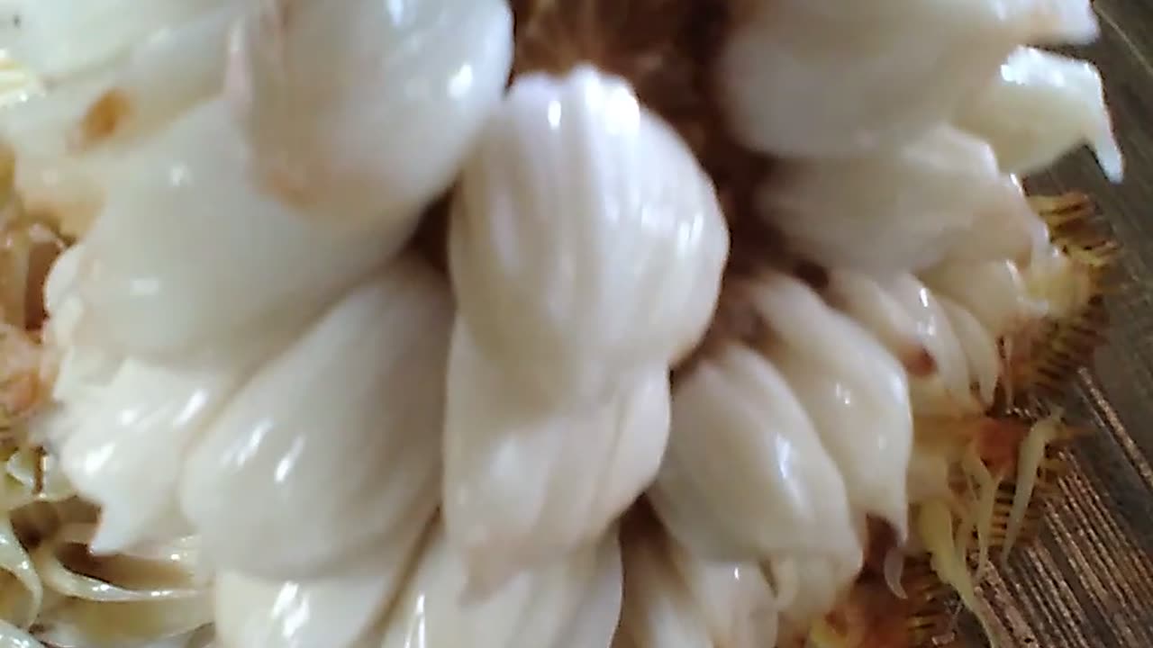 Marang