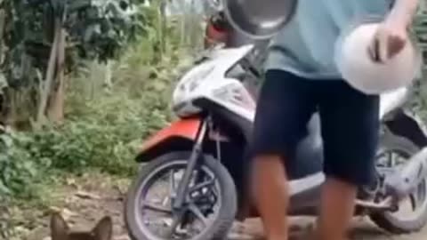 funny cat