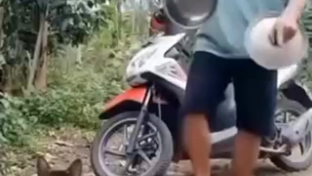 funny cat