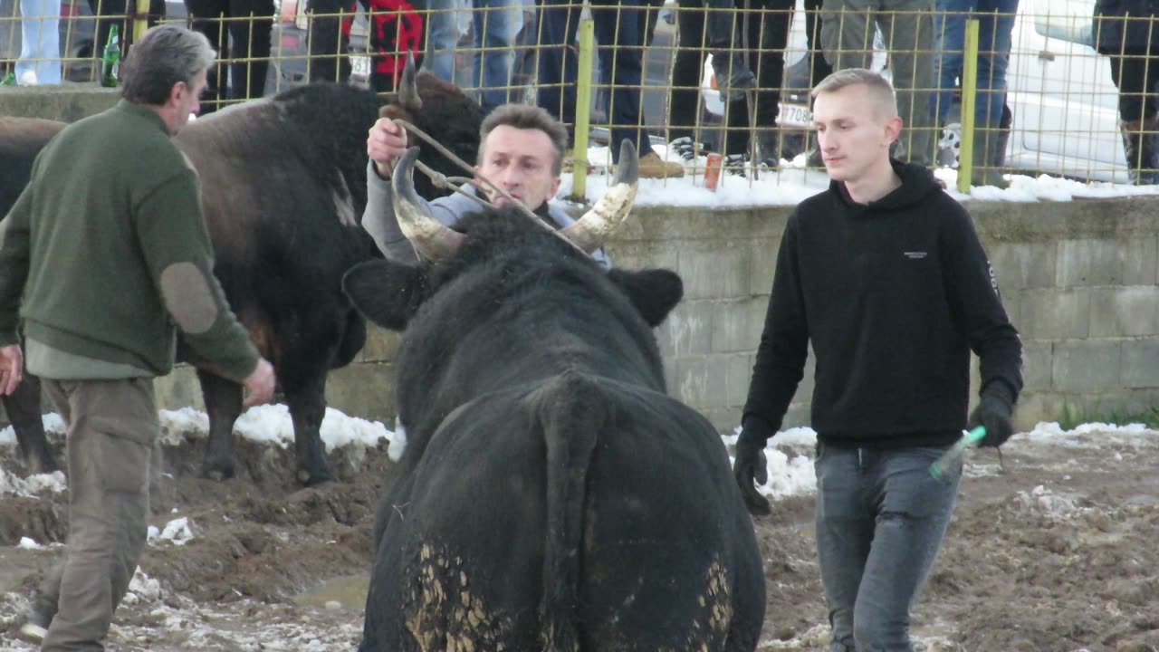 Afrika od Mirko Perišić vs Golub od Senada Kukavice