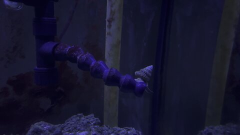 Snail clean pipe in my saltwater tank
