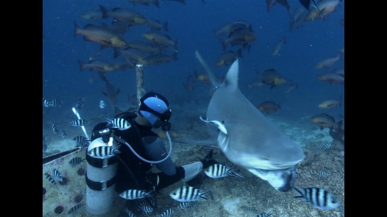 Feeding Bull Sharks