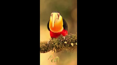 cute toucan 🦤💞 & monkey 🐒 funny 🤣#funnyvideos #toucan #monkey #viral #video #funny
