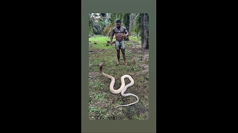 Here are a few good English descriptions you can use for snake videos. Pick the style you like: