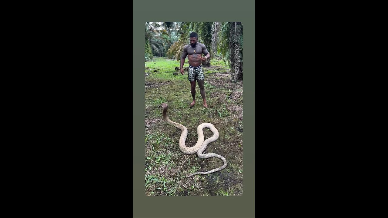 Here are a few good English descriptions you can use for snake videos. Pick the style you like: