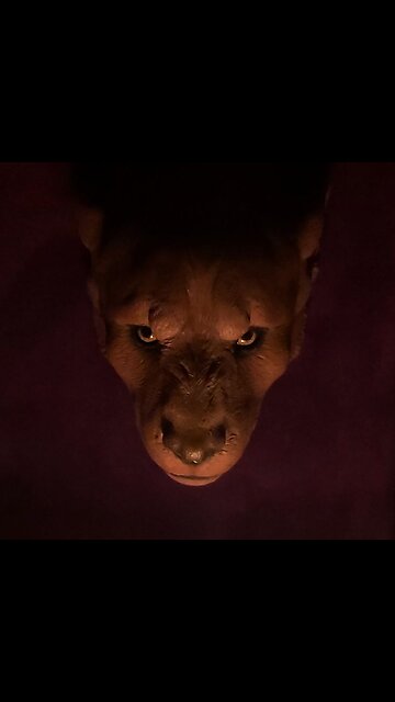 hell hounds mafia 666