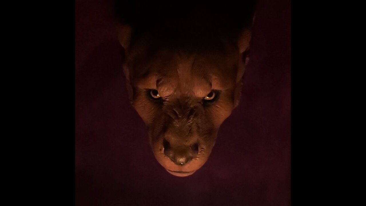 hell hounds mafia 666