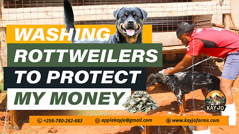 Washing My Rottweilers To Protect My Money | ep32 #goatfarming #rottweiler