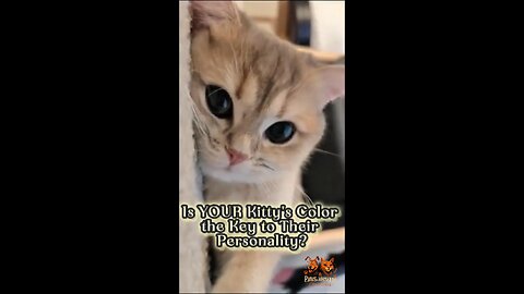 Does Fur Color Predict Cat Personality?