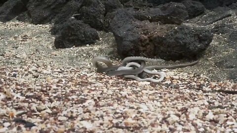 Iguana vs Snakes: The Ultimate Battle for Survival! 🦎🐍🔥