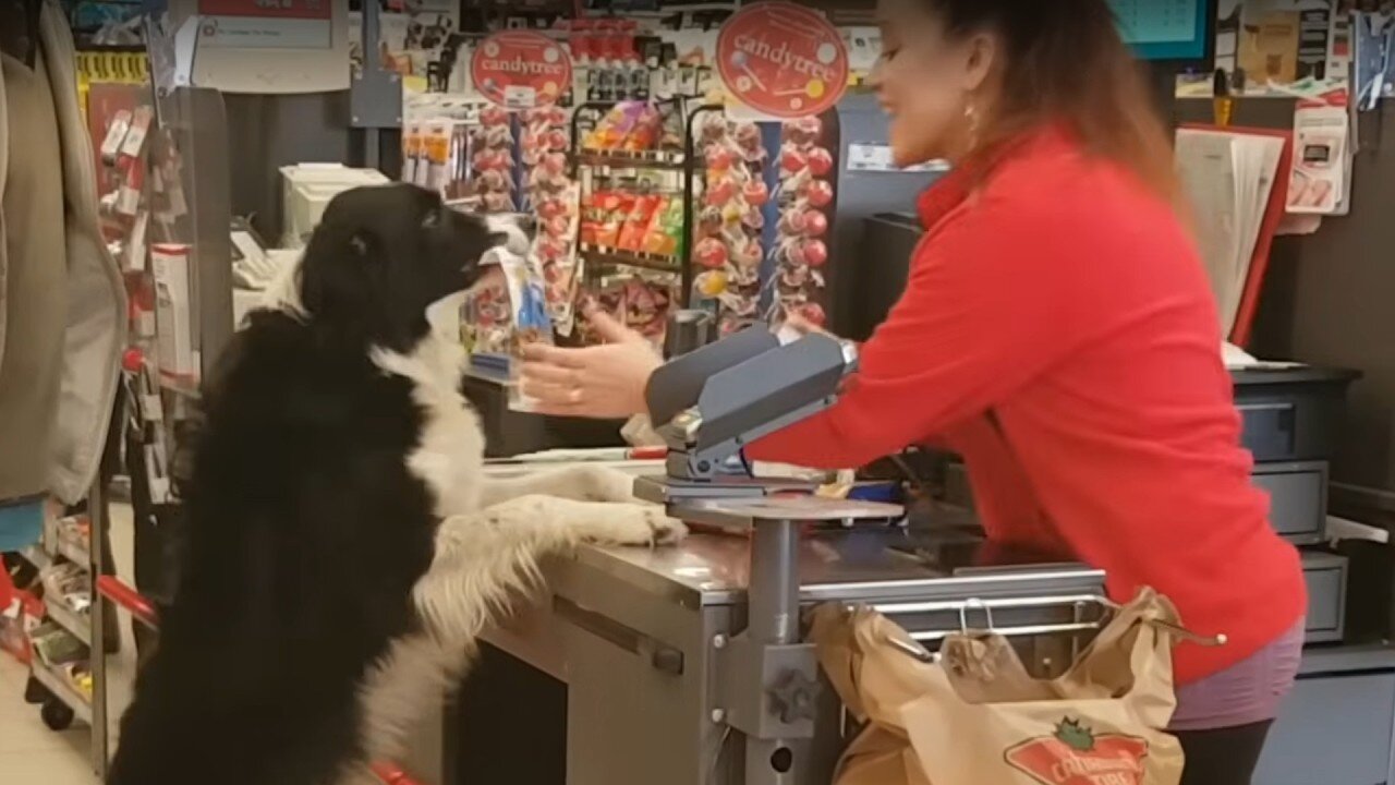 Smart Dogs Doing Smart Things 😂🐾 | Funny Compilation