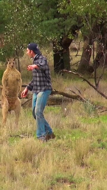 kangaroo attack dog