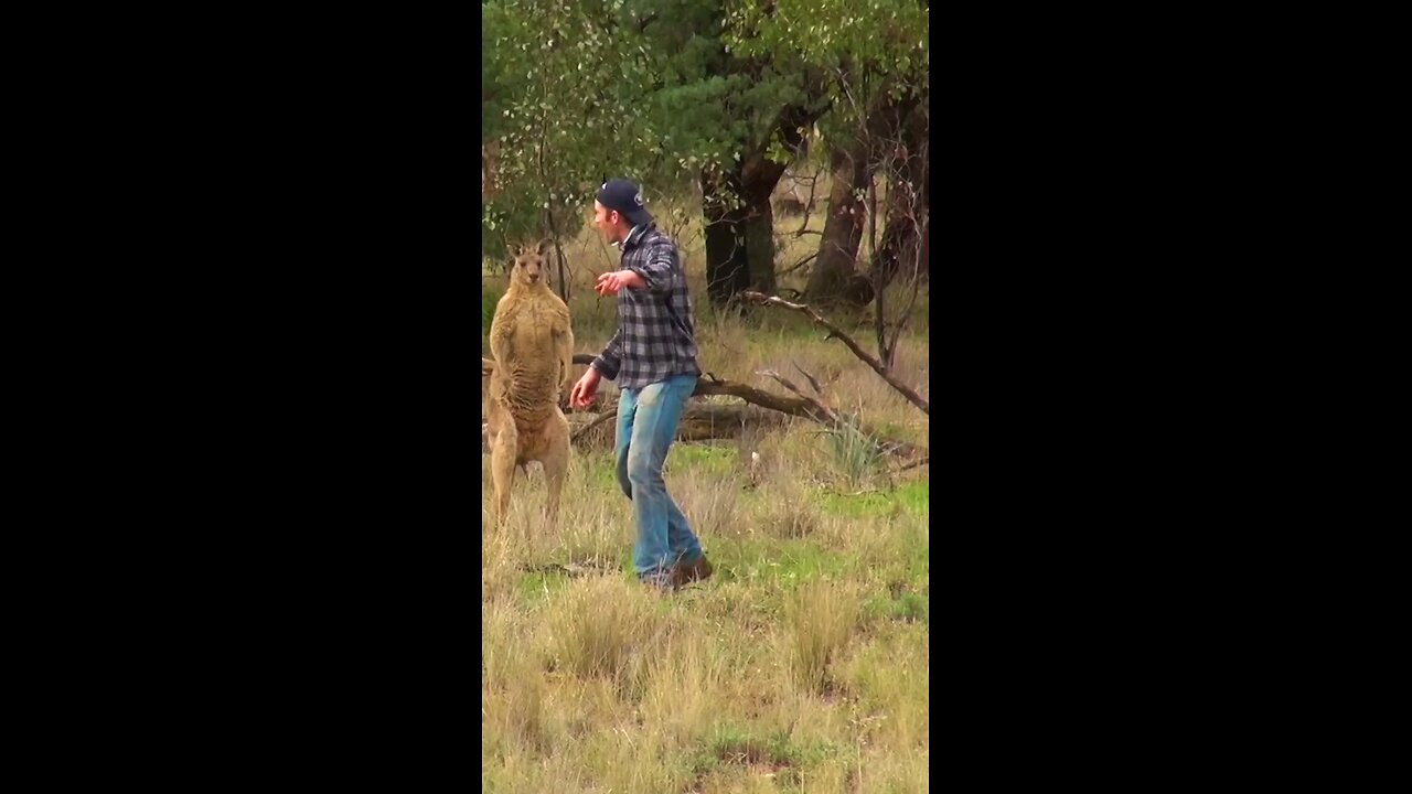 kangaroo attack dog