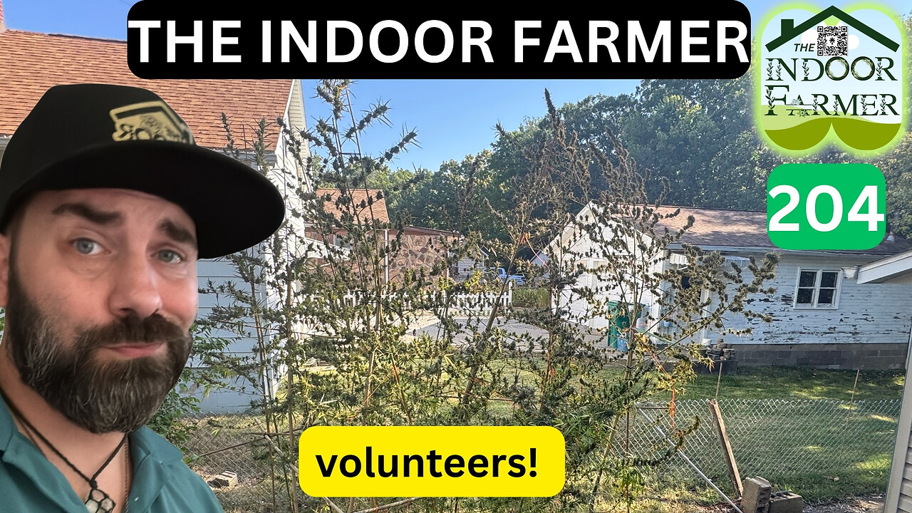 The Indoor Farmer ep 204, Getting Nervous About Harvest Time. Let's Grow!