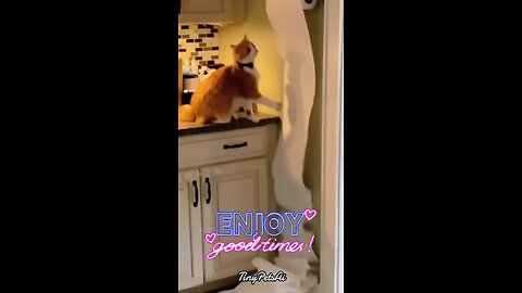 Cats being destructive.
