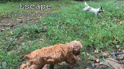 Escape