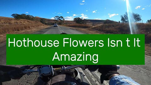 Hothouse Flowers Isn t It Amazing