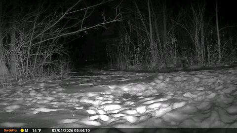 Deer Cam Coyote? Running In The Brush 02-04-2026 Game Cam Trail Camera