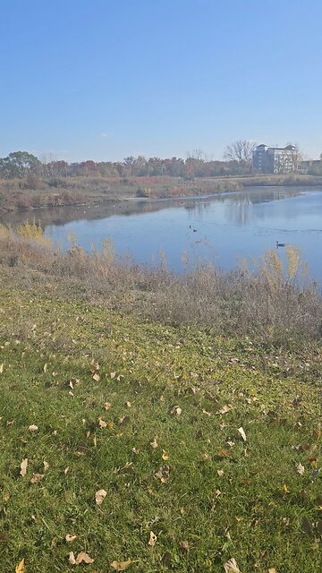 Geese on River Bend Pond