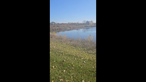 Geese on River Bend Pond
