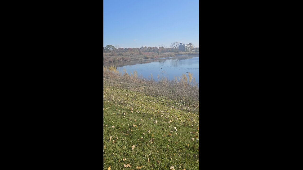 Geese on River Bend Pond