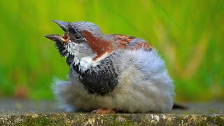 Mostly Male House Sparrow Video Close-ups on a Stone Table