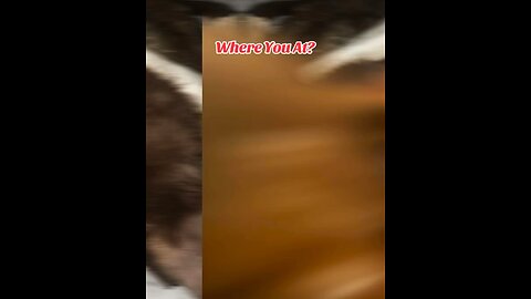 Where You At🕶️🕶️ #puppy #dog #dogs #goldenretriever #shorts