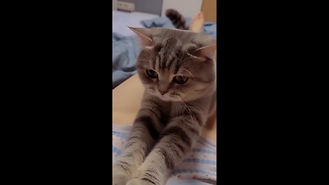 sexypanty/seesomething/cute cat