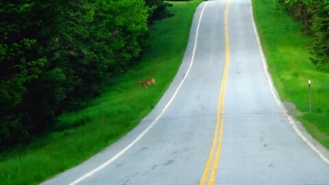Deer Crossing