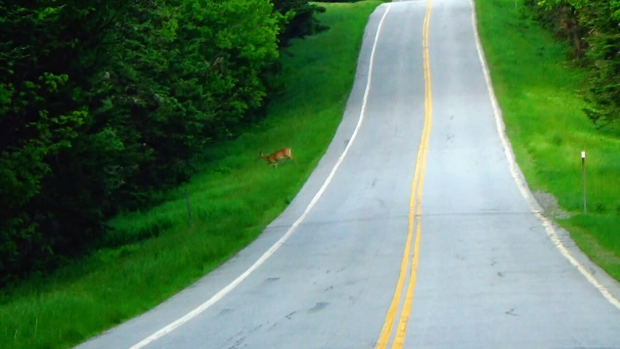 Deer Crossing