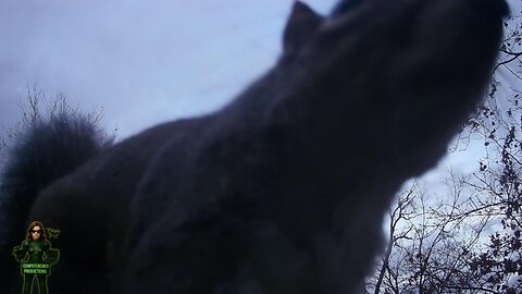 Winter Squirrel Blues Song - A Cozy Winter Tune