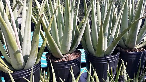 ALOEVERA JUICE 🥤 POWERFUL HOME REMEDY FOR HEALTH 🌿 | E7DIGITAL TV