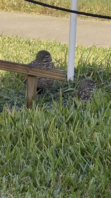 Burrowing Owls Baby Free! | 4K
