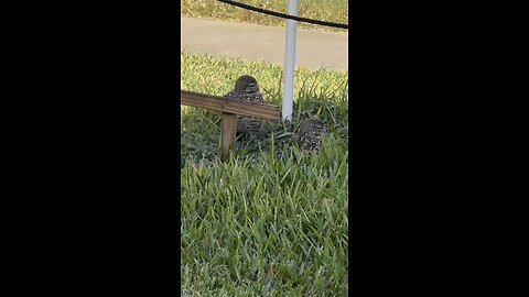 Burrowing Owls Baby Free! | 4K