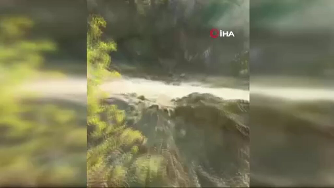 Hakkari'de vaşak görüntülendi