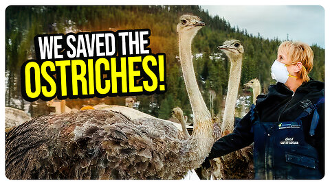 WE SAVED THE OSTRICHES! Federal Court Issues INJUNCTION to Prevent Slaughter of B.C. Ostrich Farm!
