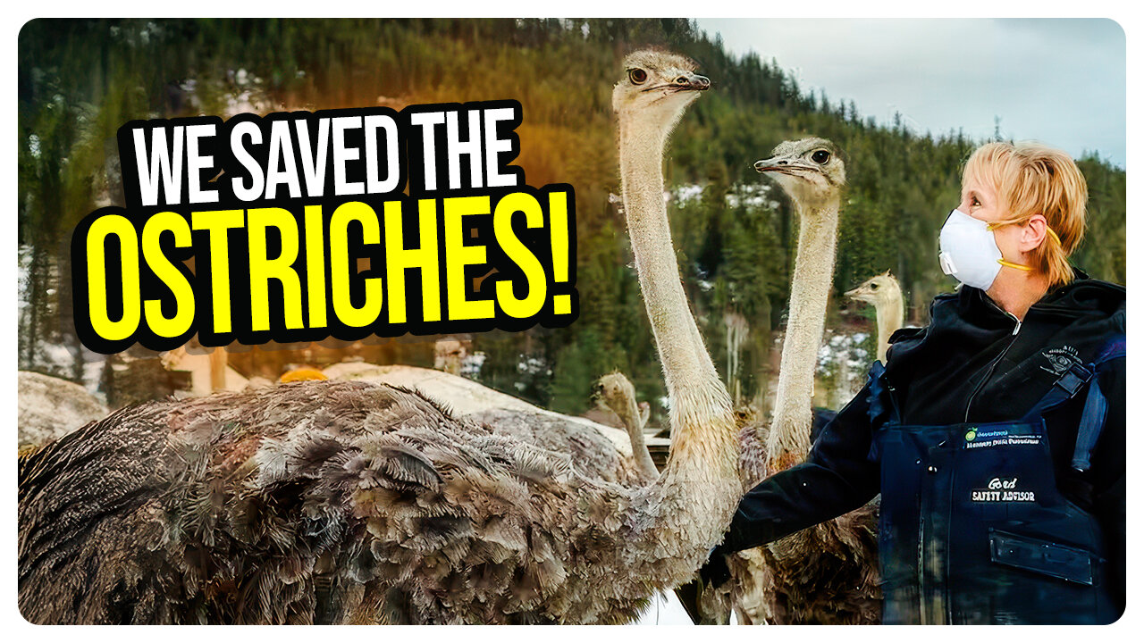 WE SAVED THE OSTRICHES! Federal Court Issues INJUNCTION to Prevent Slaughter of B.C. Ostrich Farm!
