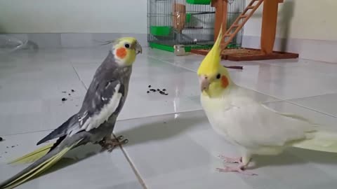 Cockatiel singing Happy Birthday song