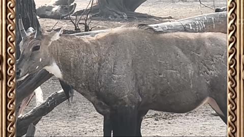 🐂 True symbol of Indian wilderness and resilience. #BlueBull #IndianWildlife