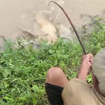 Fishing for giant river monster is always surprised 😂