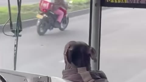 Bus Driver always Brings Pet Dog