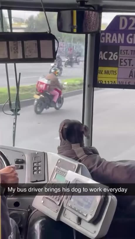 Bus Driver always Brings Pet Dog
