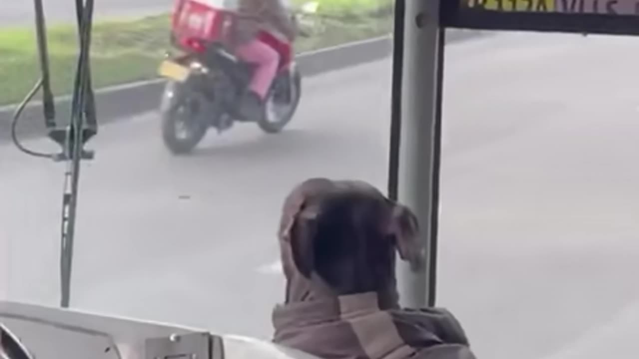 Bus Driver always Brings Pet Dog