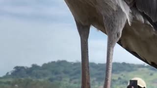 A shoebill actually landed on their boat: a real wild experience.