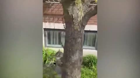 Funniest Cats and Dogs