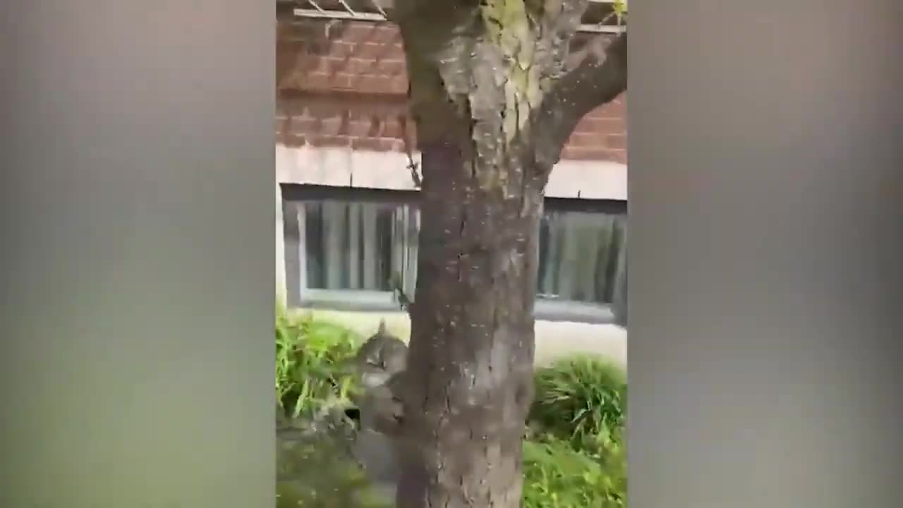 Funniest Cats and Dogs