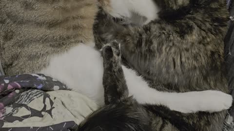 Cat Massages Friend's Squishy Belly