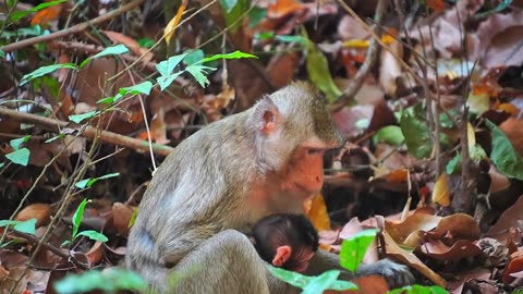 Unknown Male or Female Yet this Newborn Baby Monkey of Mom MOVY In ANNA Group