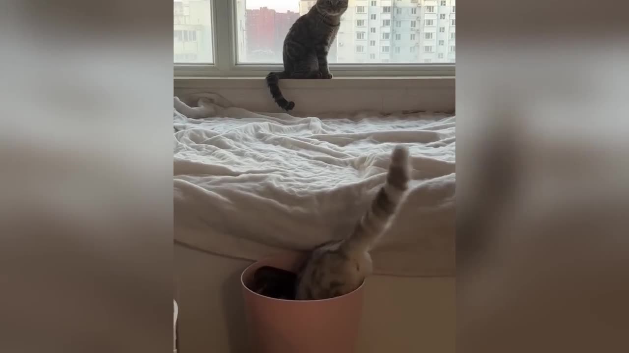 Funniest Cats and Dogs Clips 2025