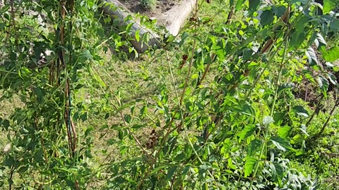 3rd year Indian Summer trumpet Vine